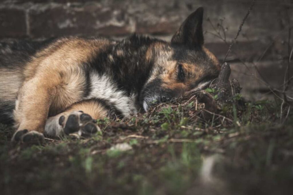 Riconoscere i segnali che indicano che il tuo cane sta per passare il ponte è fondamentale per poter offrirgli il massimo comfort