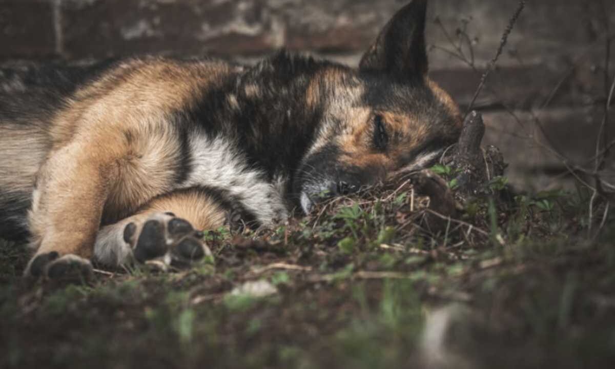 Riconoscere i segnali che indicano che il tuo cane sta per passare il ponte è fondamentale per poter offrirgli il massimo comfort