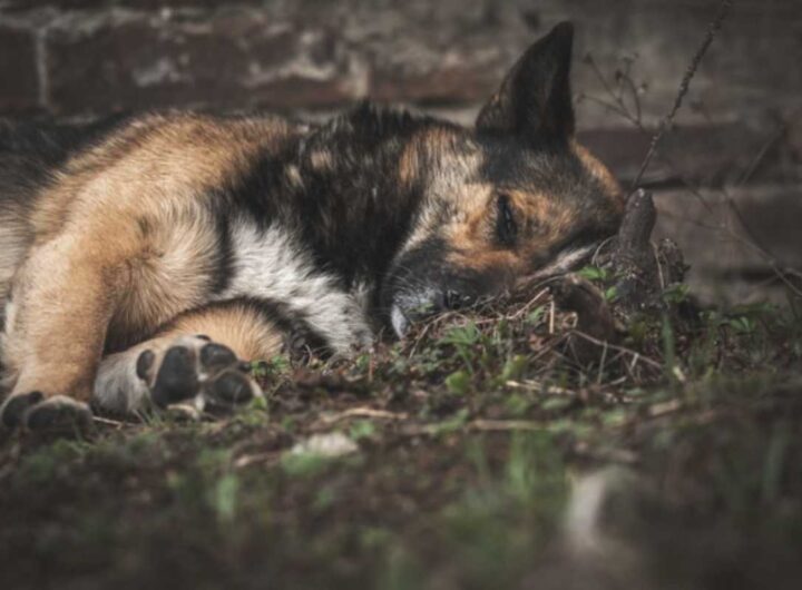 Riconoscere i segnali che indicano che il tuo cane sta per passare il ponte è fondamentale per poter offrirgli il massimo comfort